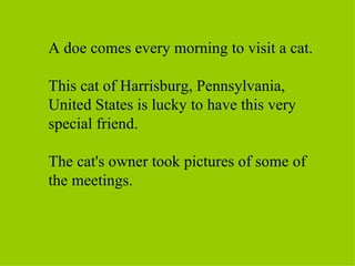 A doe comes every morning to visit a cat.

This cat of Harrisburg, Pennsylvania,
United States is lucky to have this very
special friend.

The cat's owner took pictures of some of
the meetings.
 