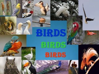 BIRDS BIRDS BIRDS 