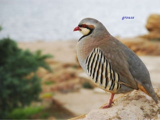 grouse 