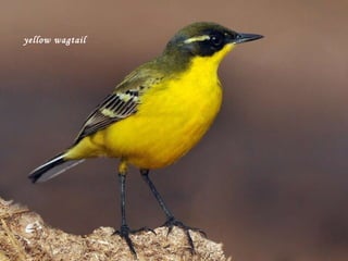 yellow wagtail   