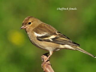 Chaffinch female.   
