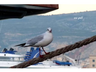 sea gull   
