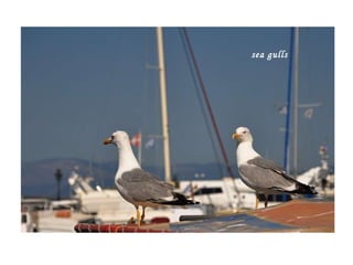 sea gulls   