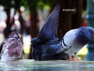 PIGEONS   