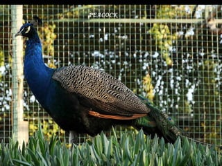 PEACOCK   