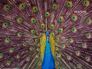 PEACOCK   