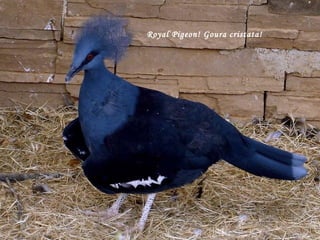 Royal Pigeon! Goura cristata!   