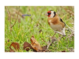 goldfinch   