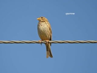 sparrow   