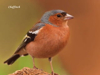 Chaffinch 