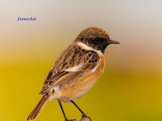 Stonechat 