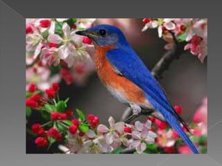 Beautiful birds | PPTX