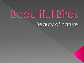 Beautiful birds