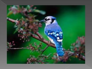 Beautiful birds