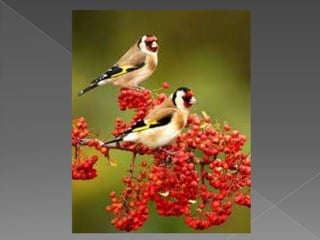 Beautiful birds