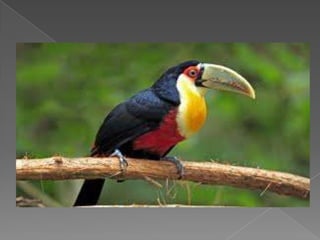 Beautiful birds