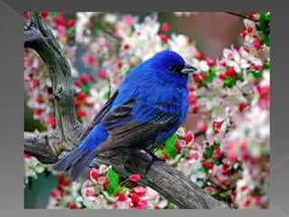 Beautiful birds