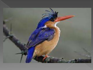 Beautiful birds