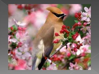Beautiful birds