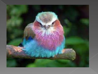 Beautiful birds