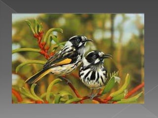 Beautiful birds