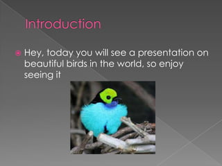    Hey, today you will see a presentation on
    beautiful birds in the world, so enjoy
    seeing it
 