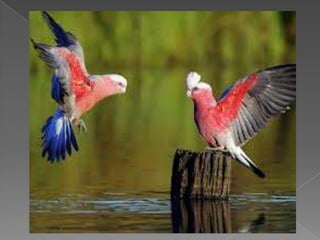 Beautiful birds