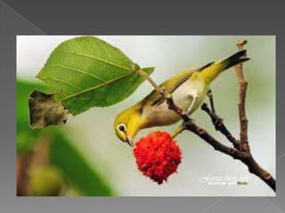 Beautiful birds