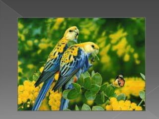 Beautiful birds