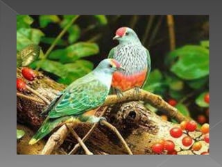 Beautiful birds