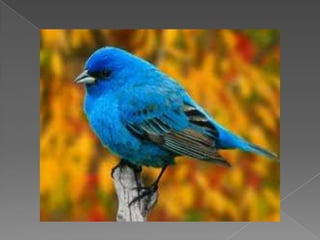 Beautiful birds