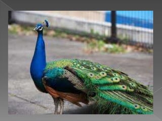 Beautiful birds