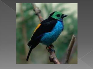 Beautiful birds