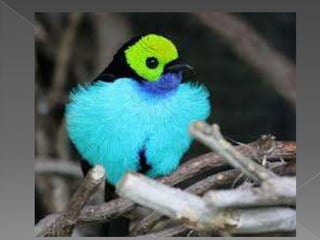 Beautiful birds