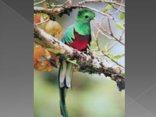 Beautiful birds