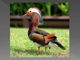 Beautiful birds