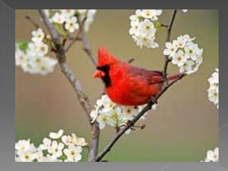 Beautiful birds