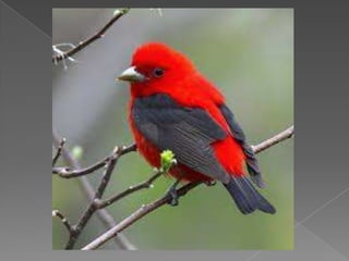 Beautiful birds