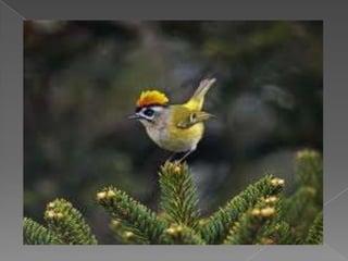 Beautiful birds