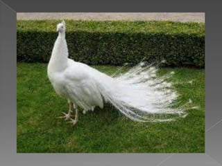 Beautiful birds