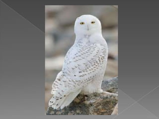 Beautiful birds
