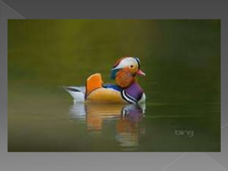 Beautiful birds