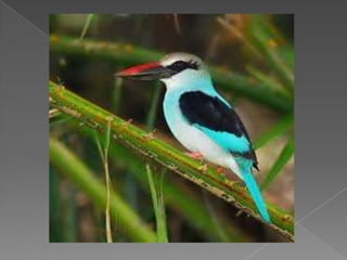Beautiful birds