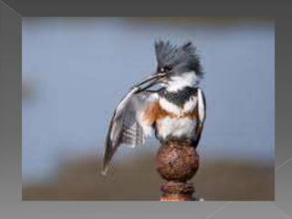 Beautiful birds