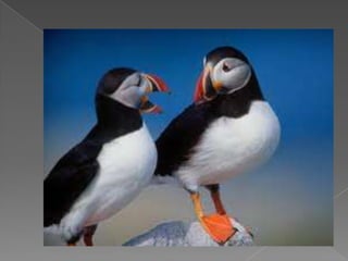 Beautiful birds