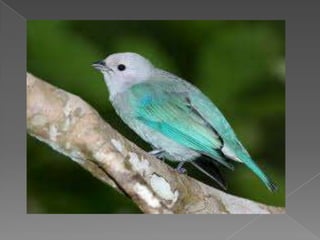 Beautiful birds