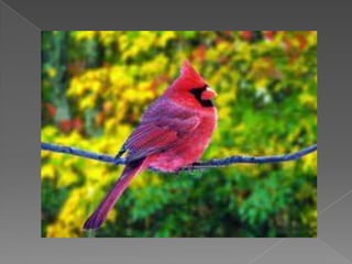 Beautiful birds