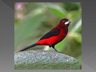 Beautiful birds