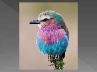 Beautiful birds