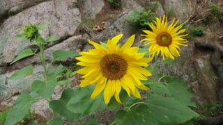 Beautiful Buk-Han-San Young-Bong Mountain in Seoul
